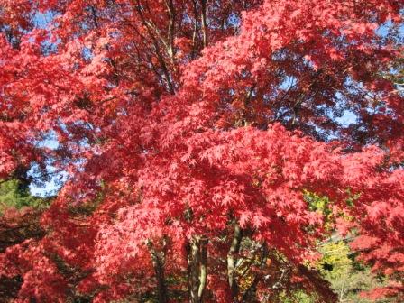 20081113 岐阜・土岐　曽木公園3