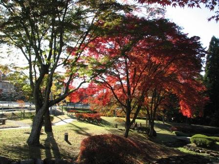 20081113　岐阜・土岐　曽木公園４