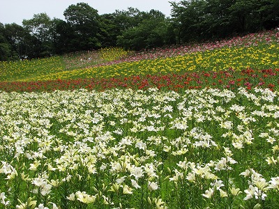 ゆりのお花畑！　絨毯みたいです。