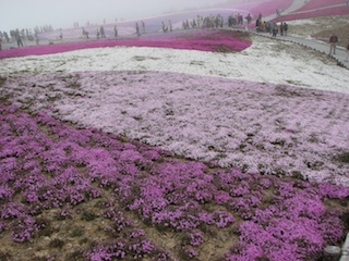 芝桜２