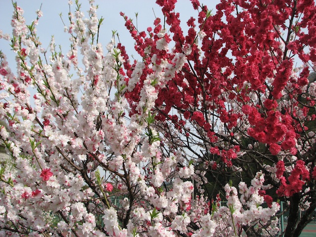 花桃　長野　昼神温泉郷２