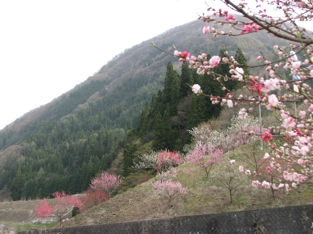 花桃　長野　ヘブンス園原１