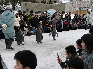 旭山動物園　ペンギンのお散歩