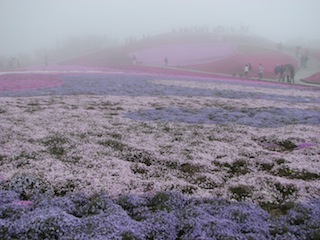 芝桜６