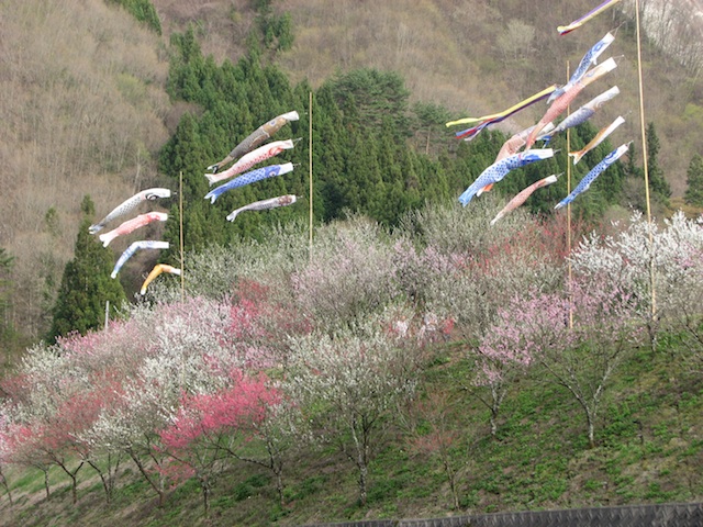 花桃　長野　ヘブンス園原２