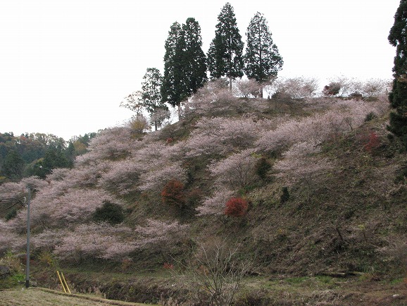 薬師寺周辺