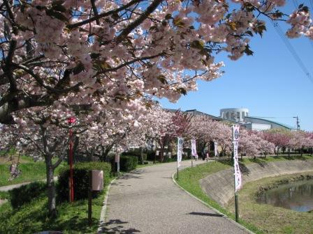 八重桜満開！