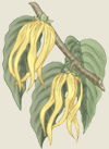 ylangylang