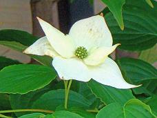 ヤマボウシの花