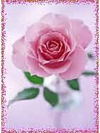 バラとエディブルフラワーの教室「ローズガーランド」