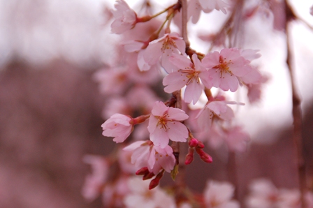 しだれ桜