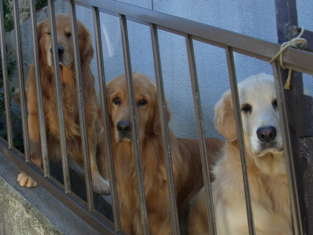 犬