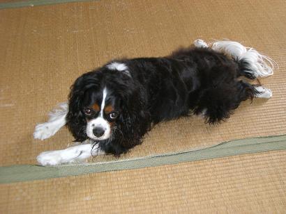 H20.5.28-1　ジョウ