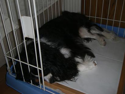 H20.5.28-2　ジョウ