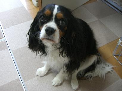 H20.5.29-1　ジョウ