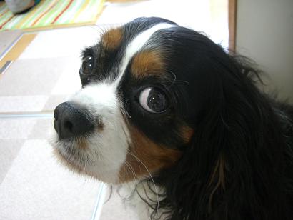 H20.5.29-2　ジョウ