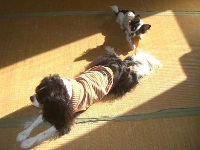 H20.11.4-1 ジョウナギ