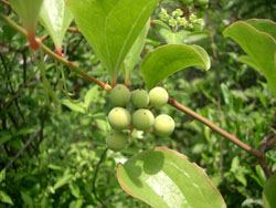 25CIMG0445.jpg