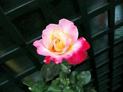 P1070390_edited.JPG