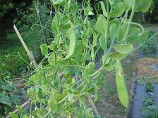 100728サヤエンドウ