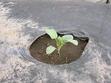 100917ブロッコリー