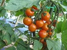 100728ミニトマト