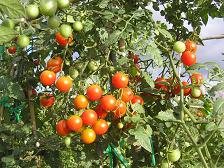 100917ミニトマト