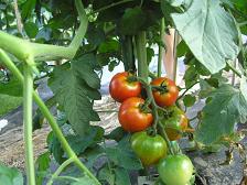 100728中玉トマト