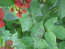 100728ブラックベリー