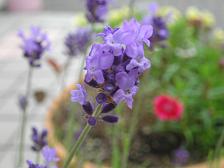 100628ラベンダー２