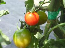 100705ミニトマト