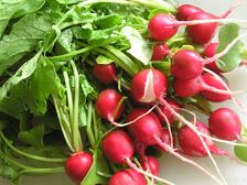 100704二十日大根第二弾