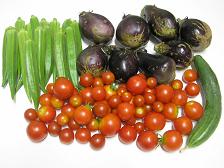 100911今日の収穫