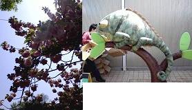 上野動物園0904カメレオンと花