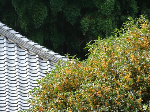 東慶寺・金木犀