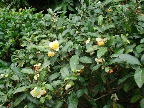 東慶寺・お茶の花