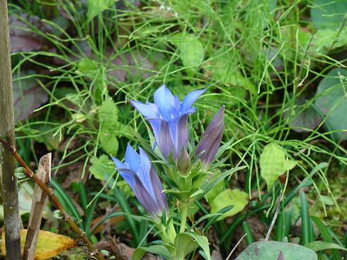 東慶寺・りんどう
