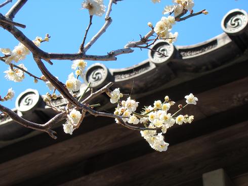 鎌倉・光則寺　白梅