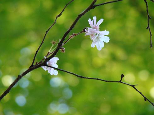 東慶寺・十月桜