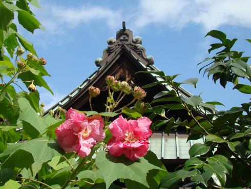 東慶寺・八重芙蓉