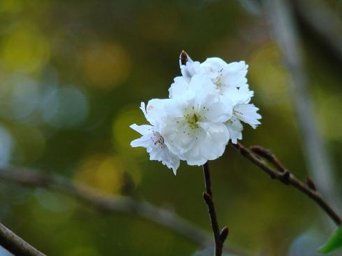 報国寺・十月桜