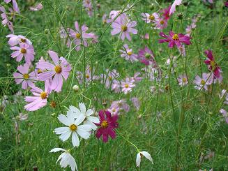 東慶寺・コスモス