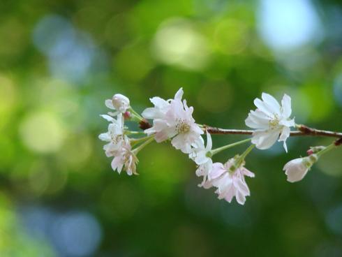 東慶寺・十月桜