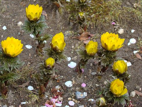 東慶寺・福寿草