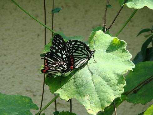 蝶の恋・海蔵寺