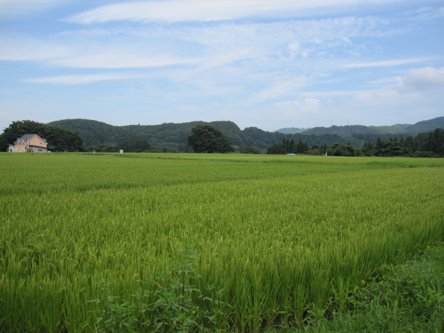 白鷹の田んぼ