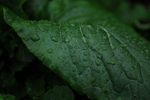 pict0001.jpg