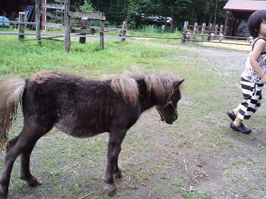 スーパーミニチュアホース