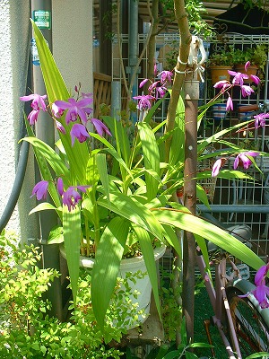 DSCF0013.jpg