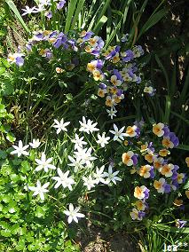 やくらいガーデン 4